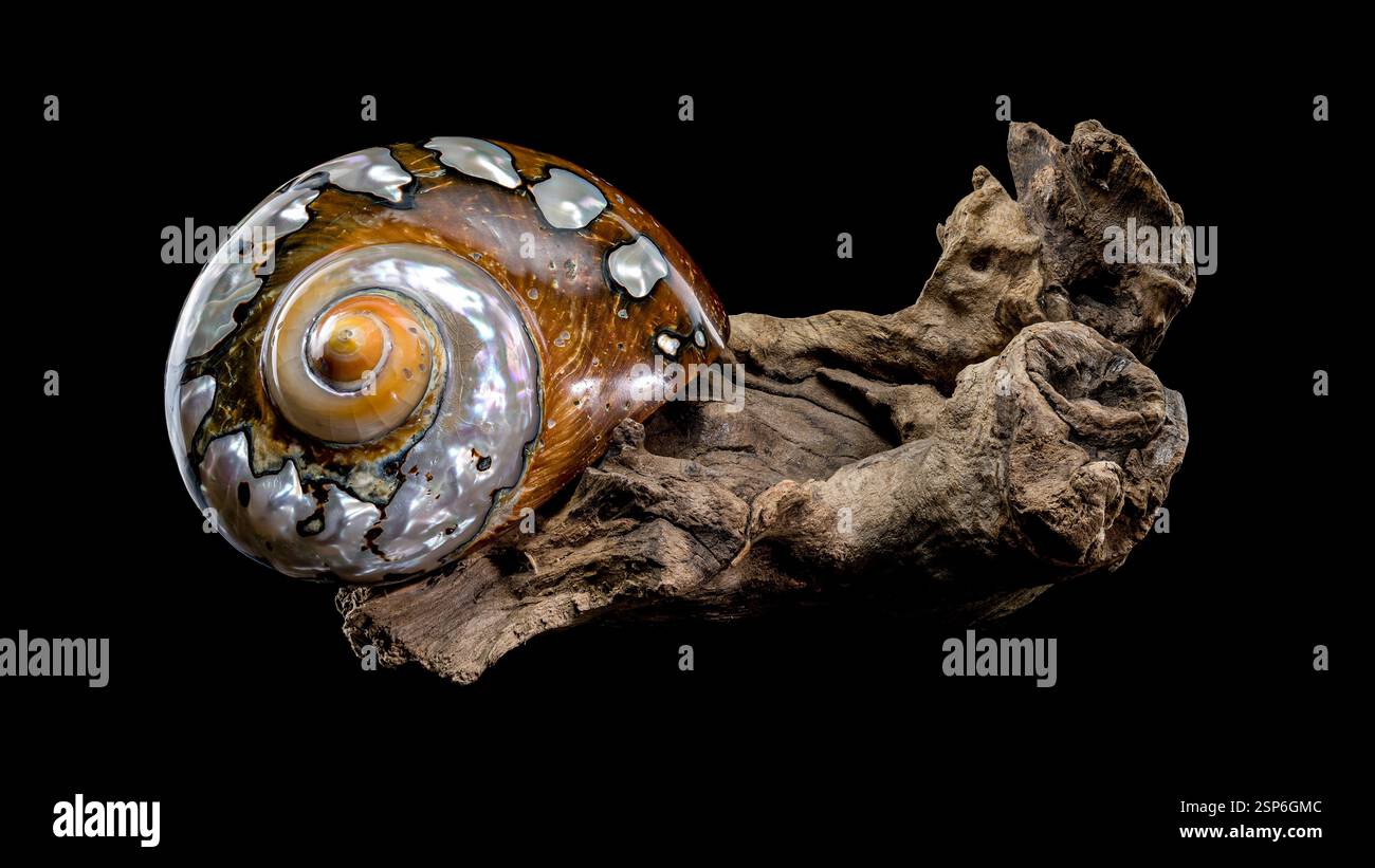 Close-up of a Turbo sarmaticus shell with iridescent patterns and ...