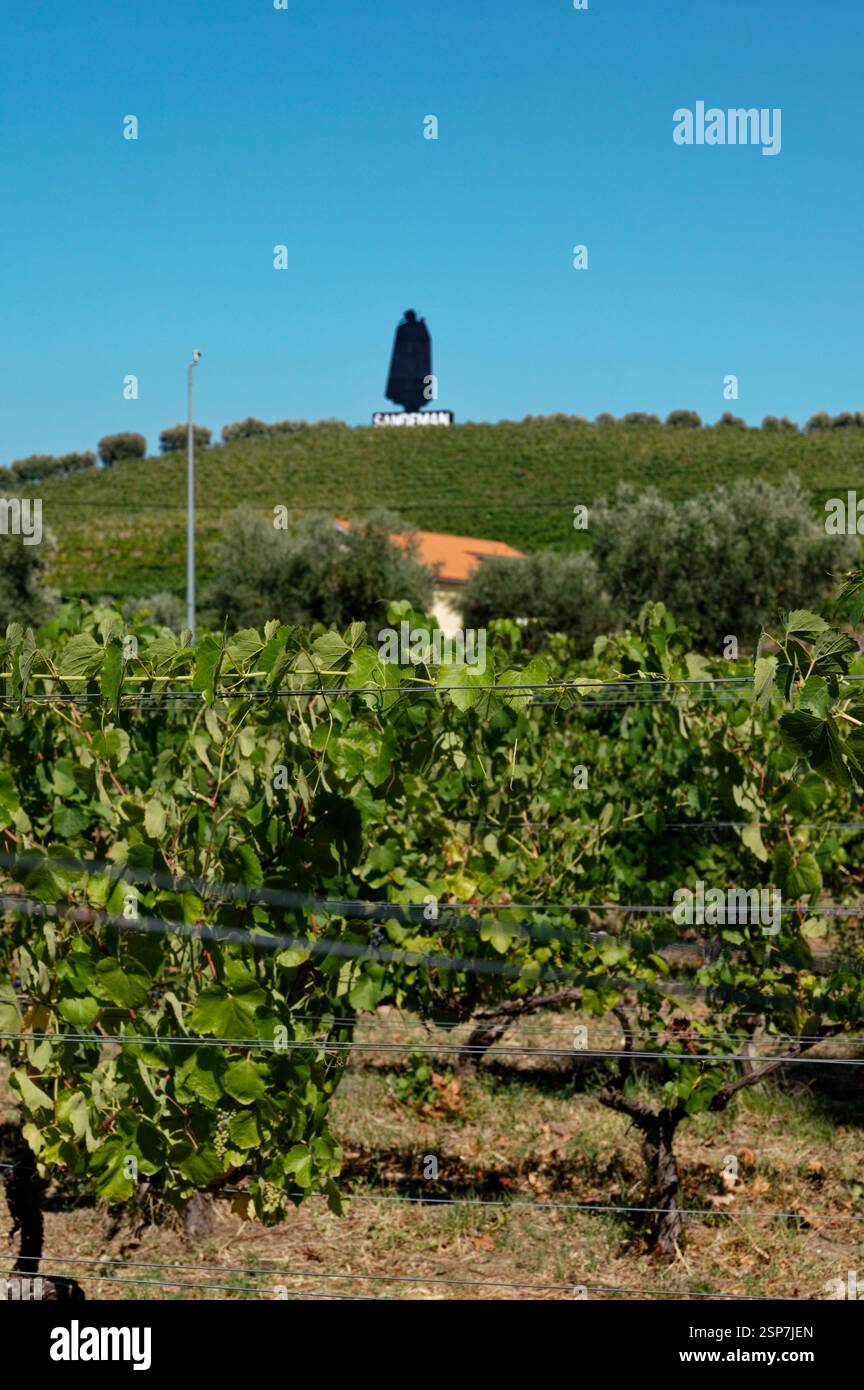 Lush vineyards at Quinta da Pacheca with the iconic Sandeman figure ...