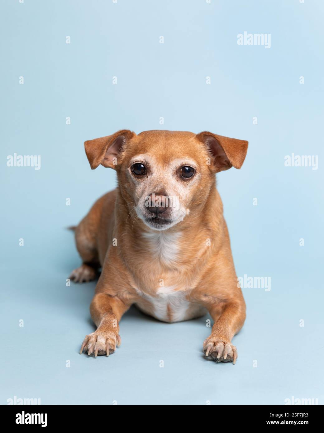 Cheweenie dog lying down in a studio against a light blue backgr Stock Photo