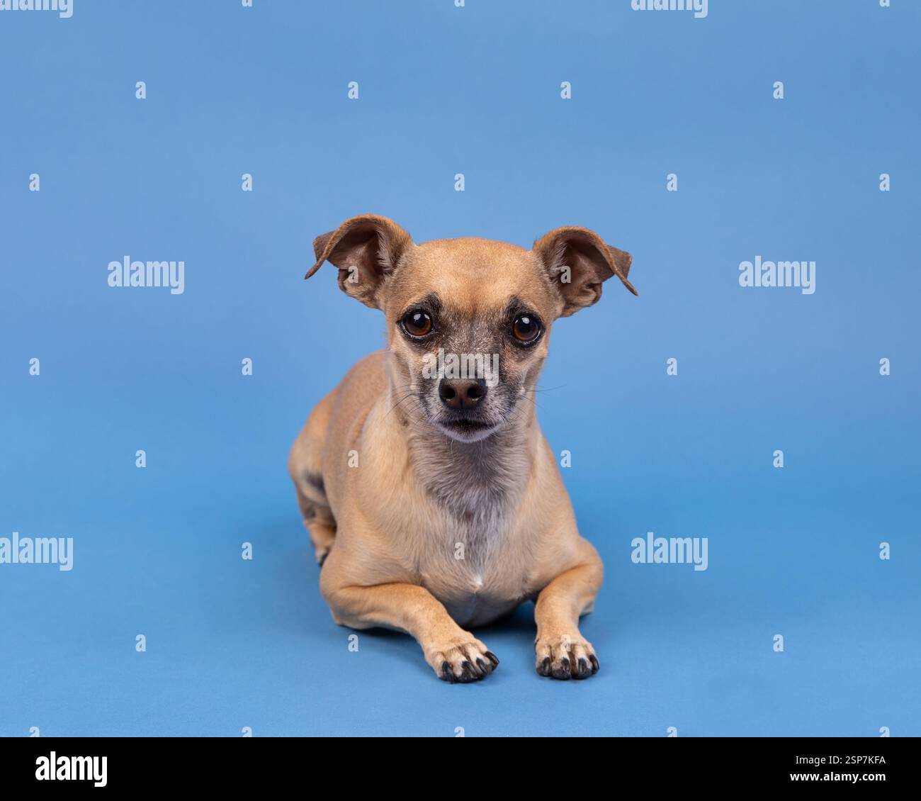 Cheweenie dog lying down in a studio against a blue background Stock Photo
