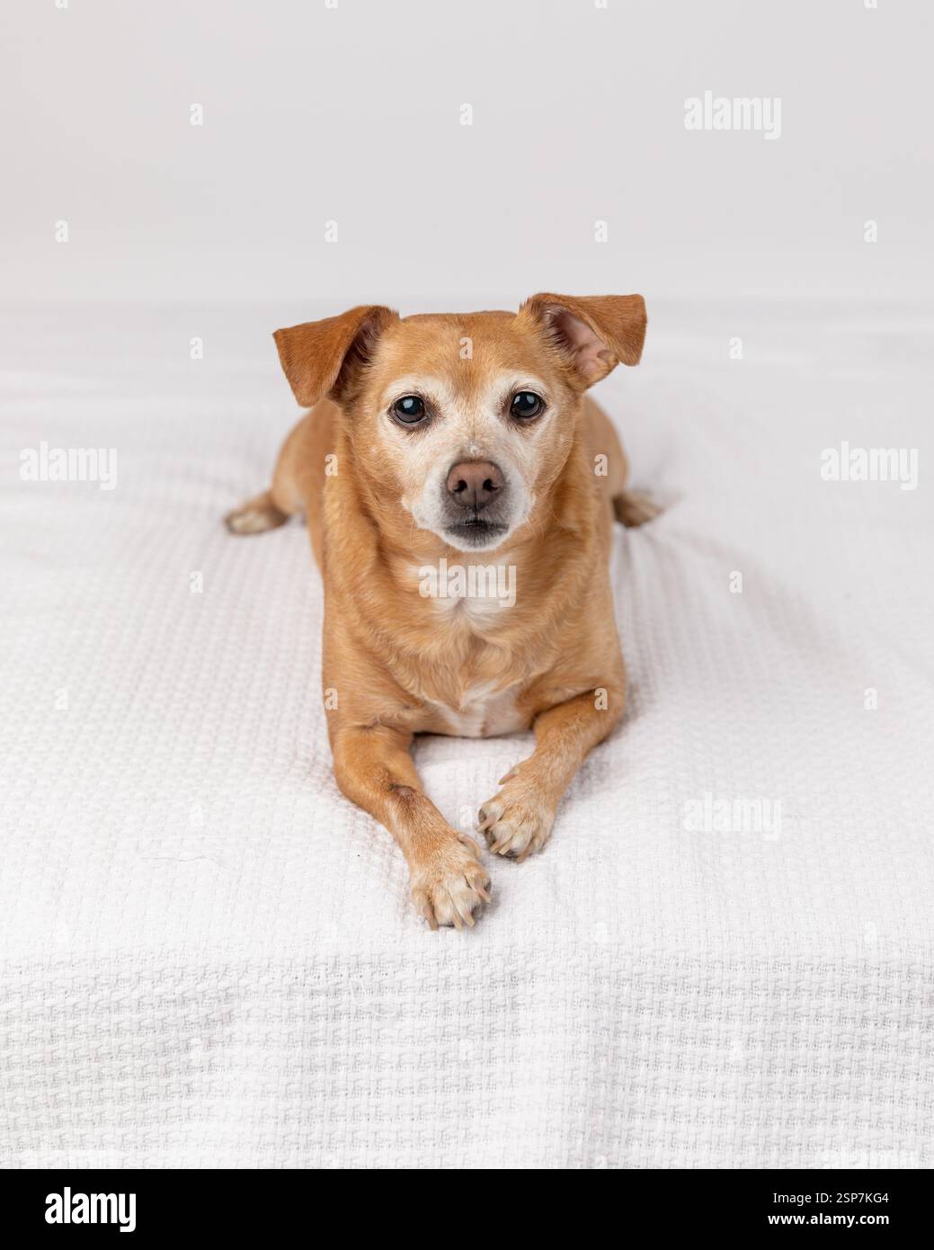cheweenie dog lying down in a studio against a white background Stock Photo