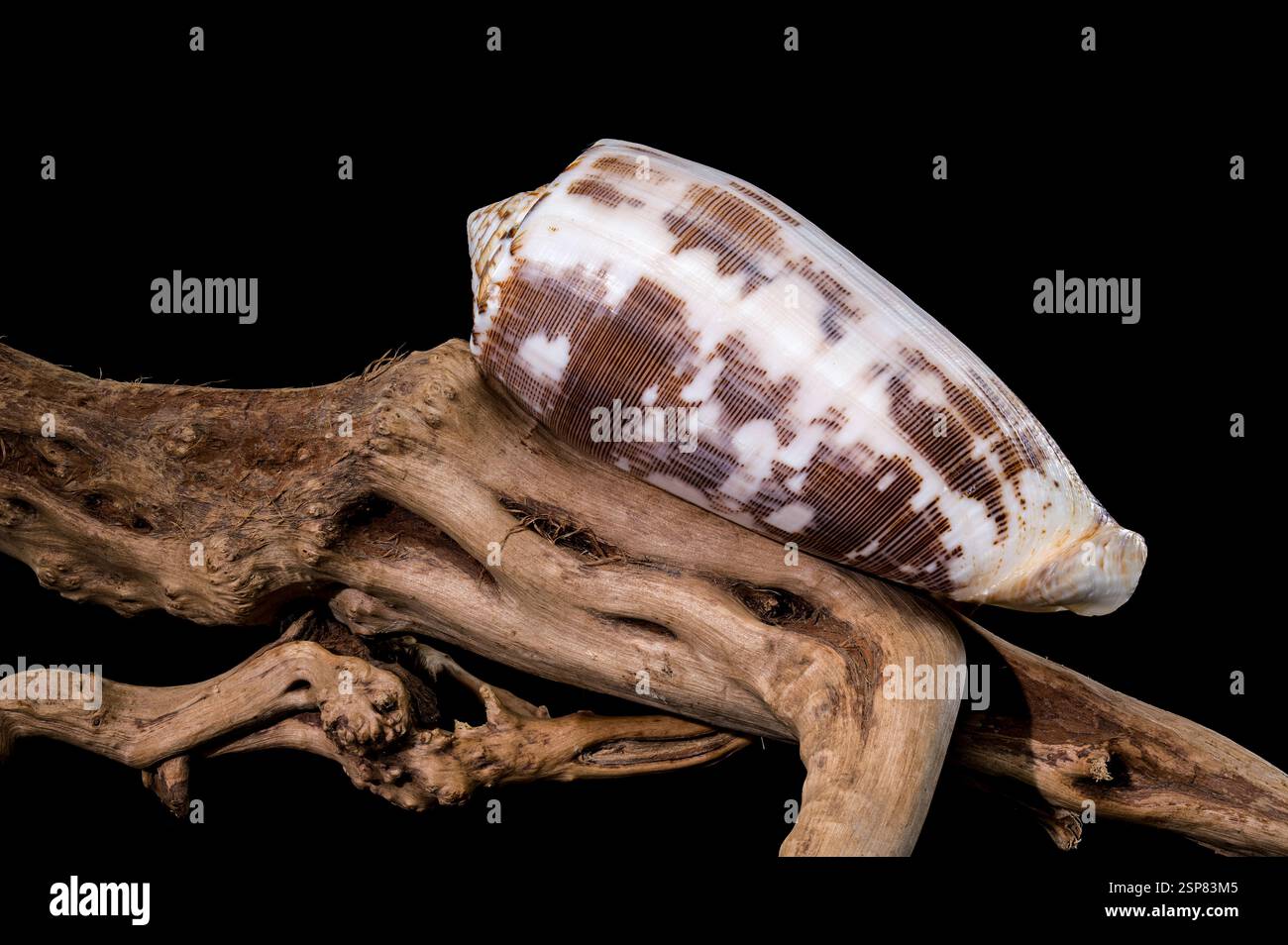 Striated Cone Shell on Driftwood black background Stock Photo