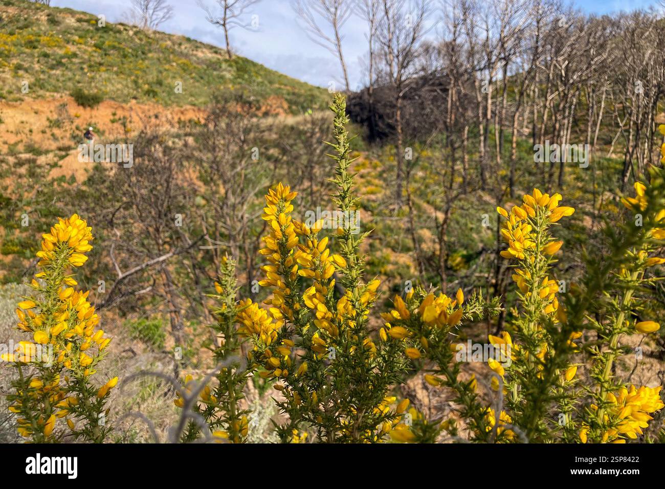 Hiking on trail along abandoned open-pit mine and burnt trees near Mijas, Spain - Smartphone Captured Stock Image