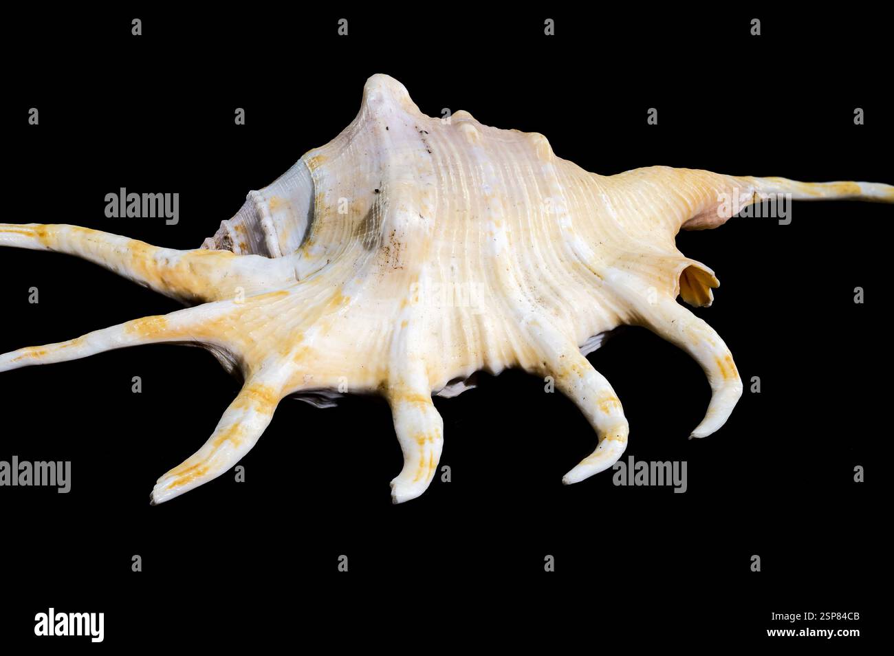 Lambis Spider Conch on Black Background Stock Photo