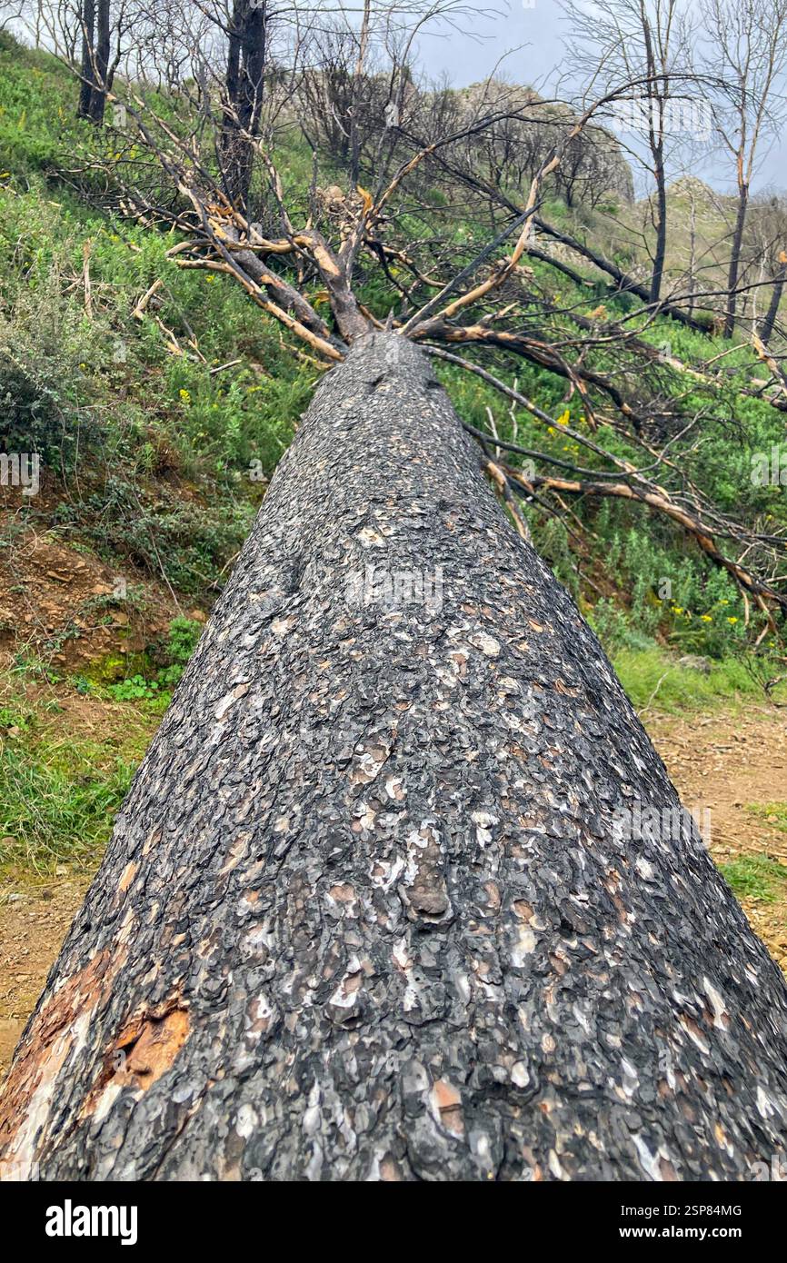 Hiking on trail along abandoned open-pit mine and burnt trees near Mijas, Spain - Smartphone Captured Stock Image