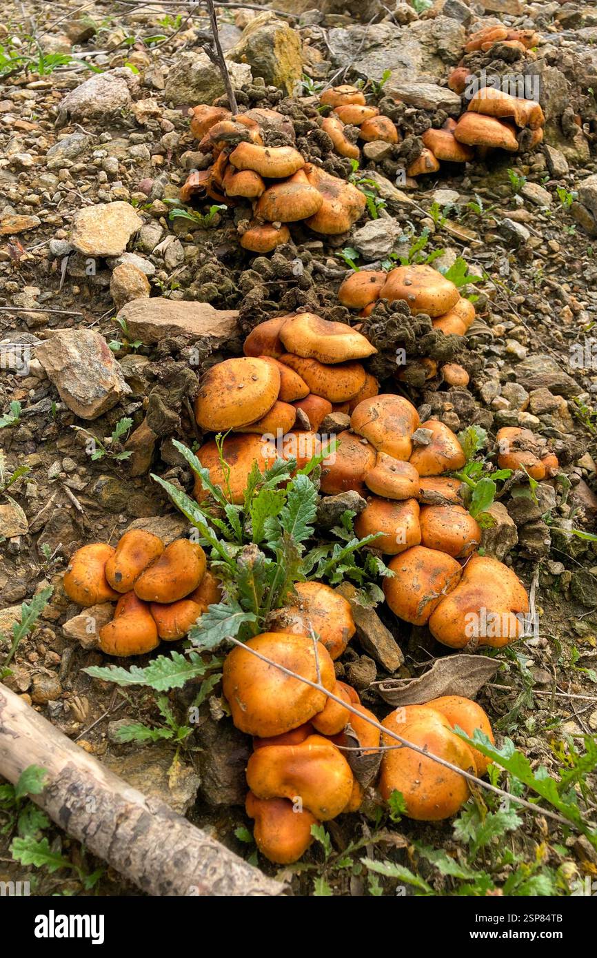 Hiking on trail along abandoned open-pit mine and burnt trees near Mijas, Spain - Smartphone Captured Stock Image