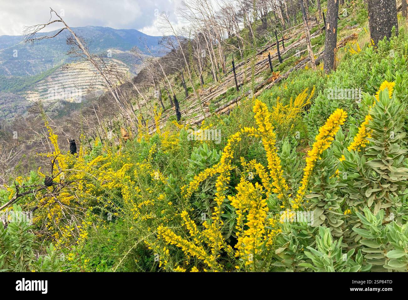 Hiking on trail along abandoned open-pit mine and burnt trees near Mijas, Spain - Smartphone Captured Stock Image