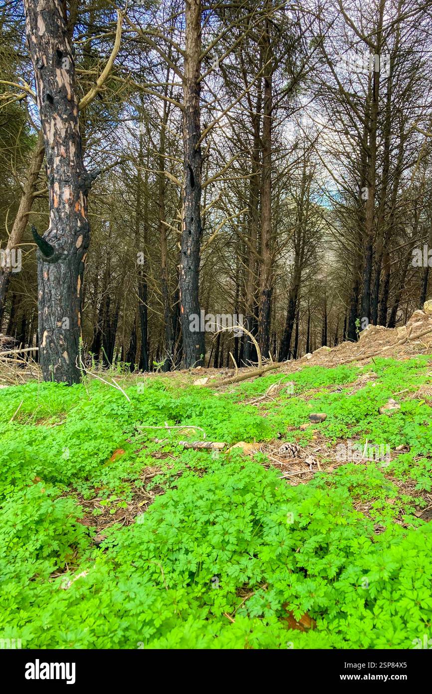 Hiking on trail along abandoned open-pit mine and burnt trees near Mijas, Spain - Smartphone Captured Stock Image