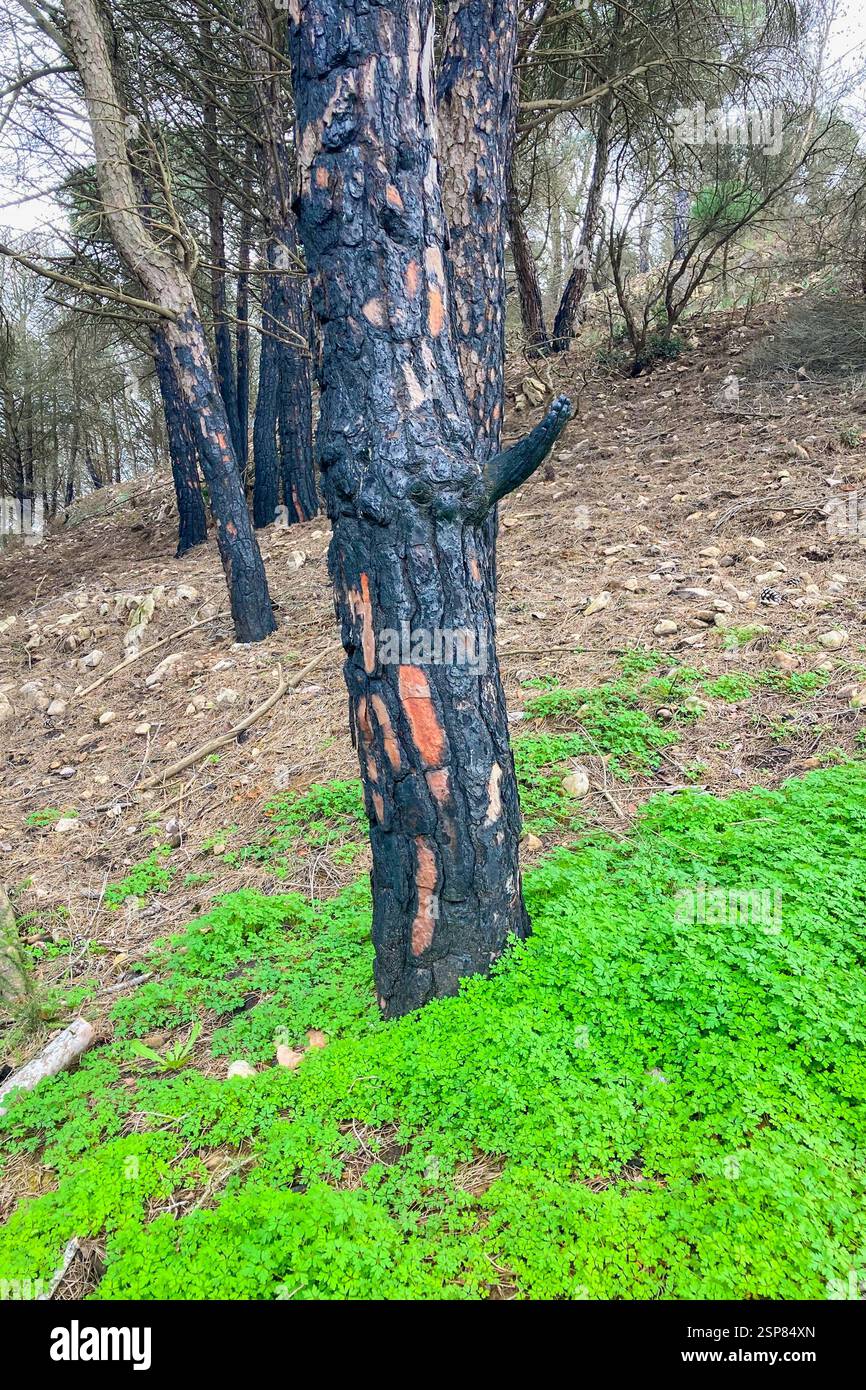 Hiking on trail along abandoned open-pit mine and burnt trees near Mijas, Spain - Smartphone Captured Stock Image