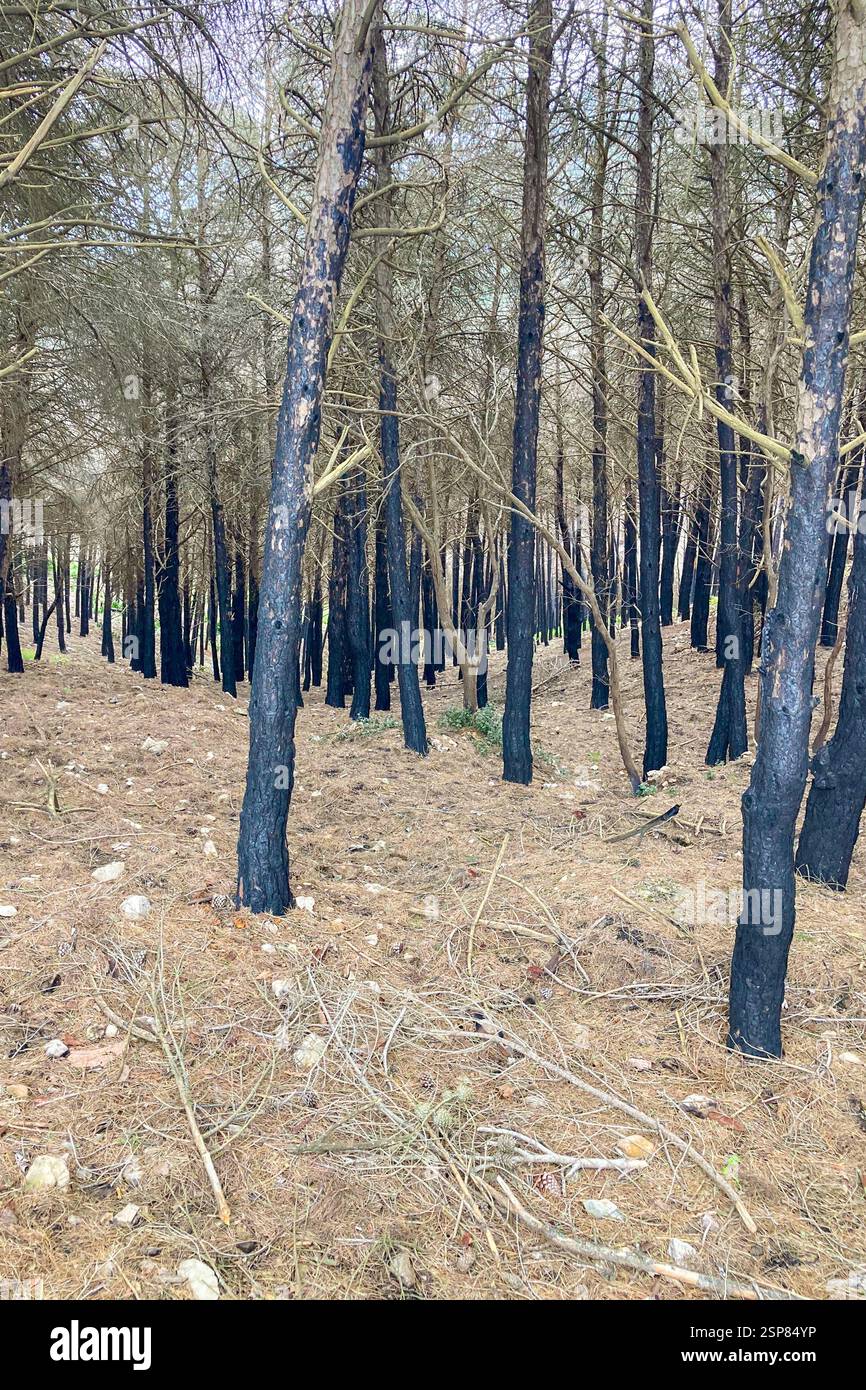 Hiking on trail along abandoned open-pit mine and burnt trees near Mijas, Spain - Smartphone Captured Stock Image