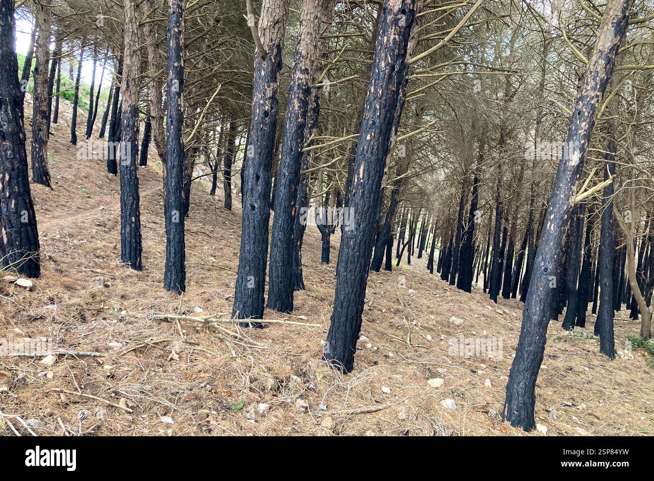 Hiking on trail along abandoned open-pit mine and burnt trees near Mijas, Spain - Smartphone Captured Stock Image