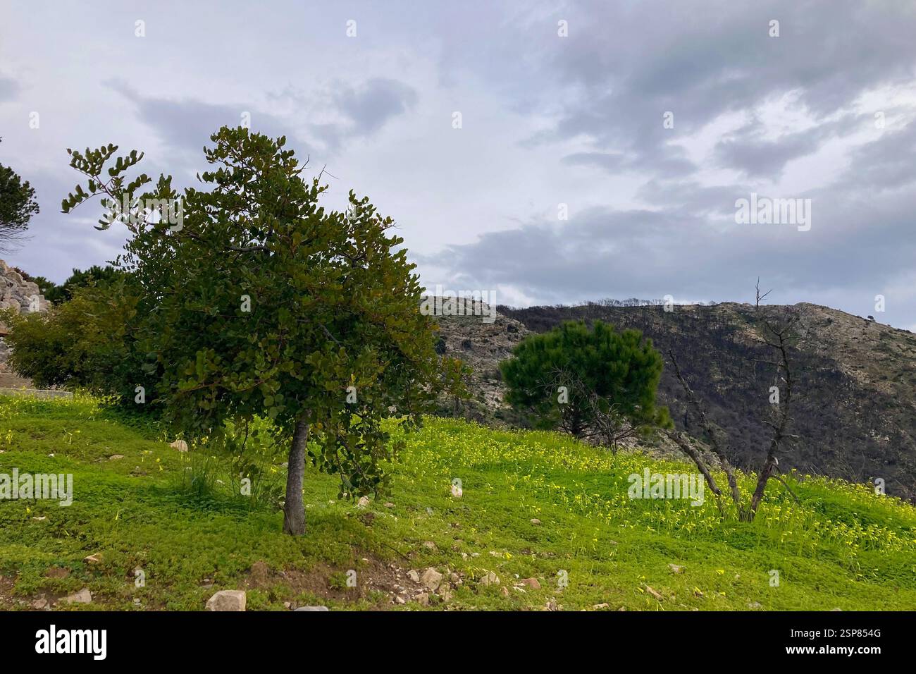 Hiking on trail along abandoned open-pit mine and burnt trees near Mijas, Spain - Smartphone Captured Stock Image