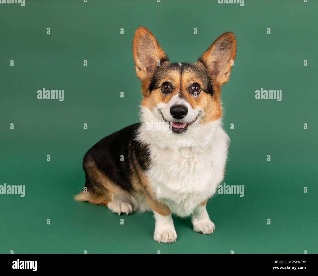 corgie in studio sitting with green background Stock Photo