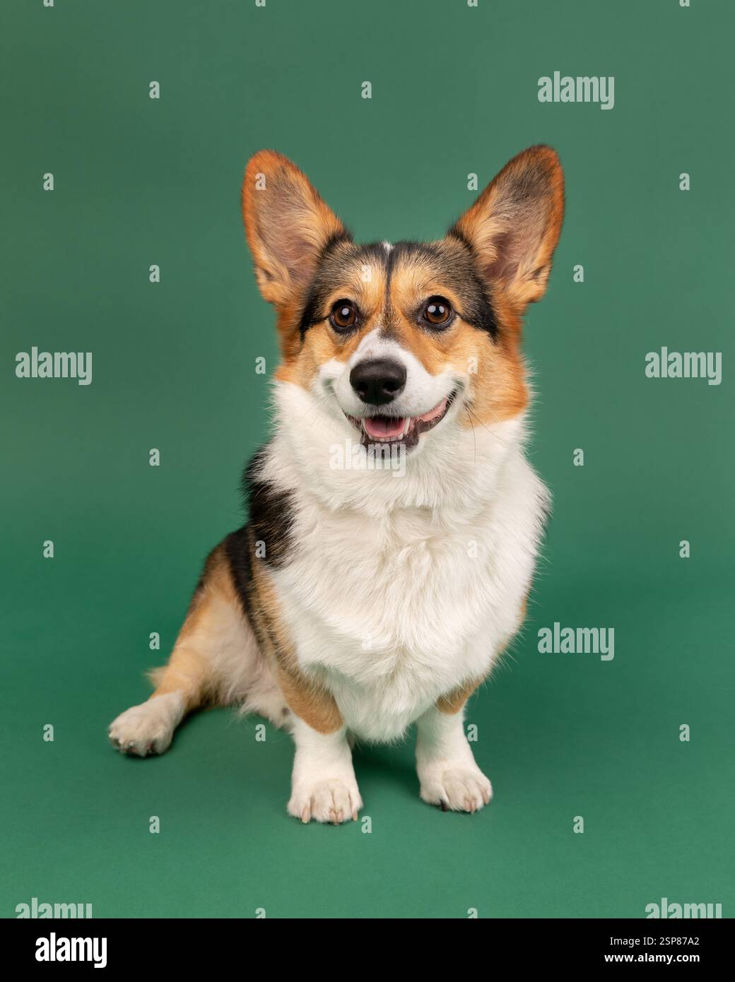 corgie in studio sitting with green background Stock Photo