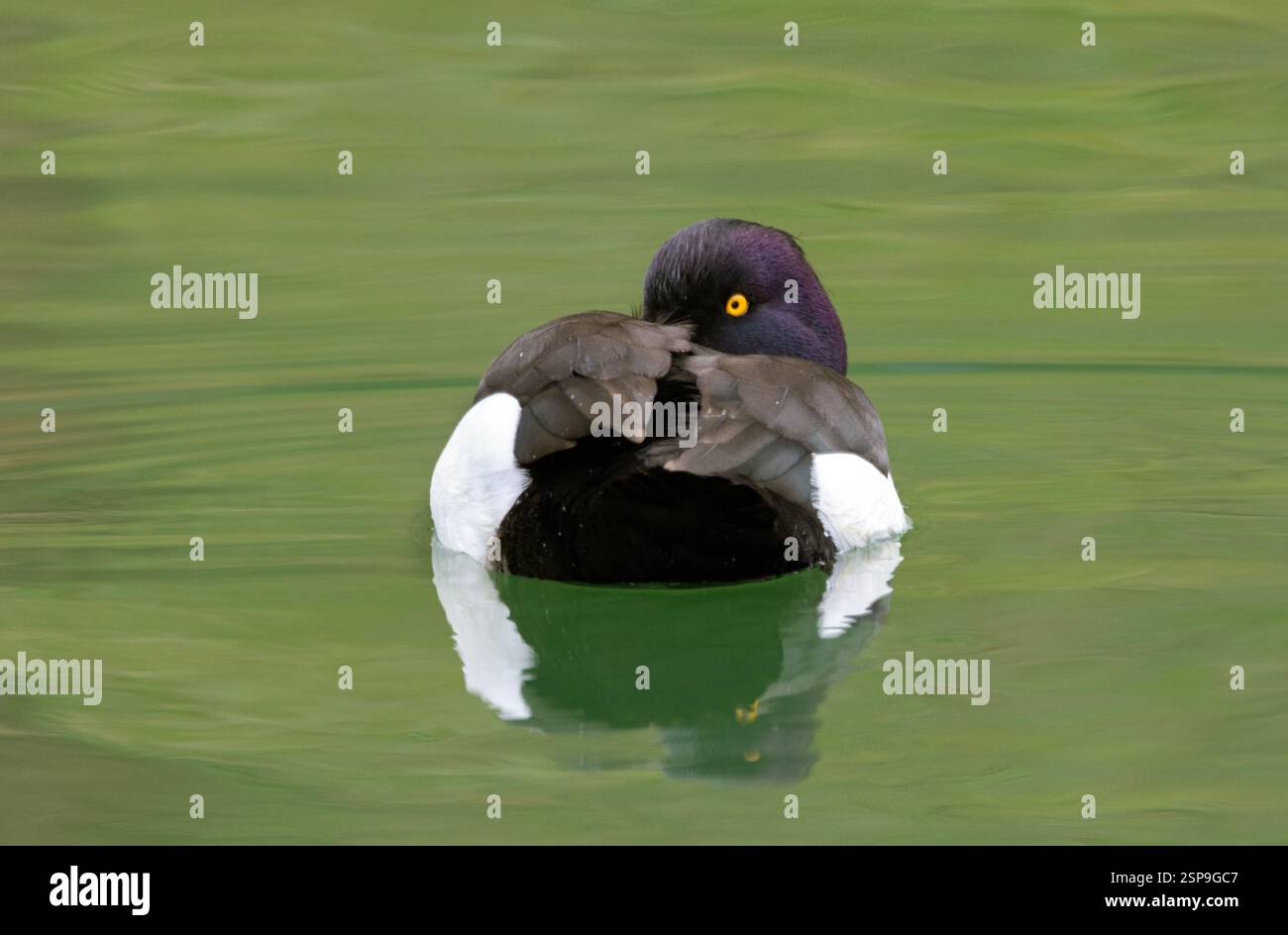A male Tufted Duck rests while floating on a pong. Commonest of the diving duck family in the UK they rest by using hemi-spherical sleep Stock Photo