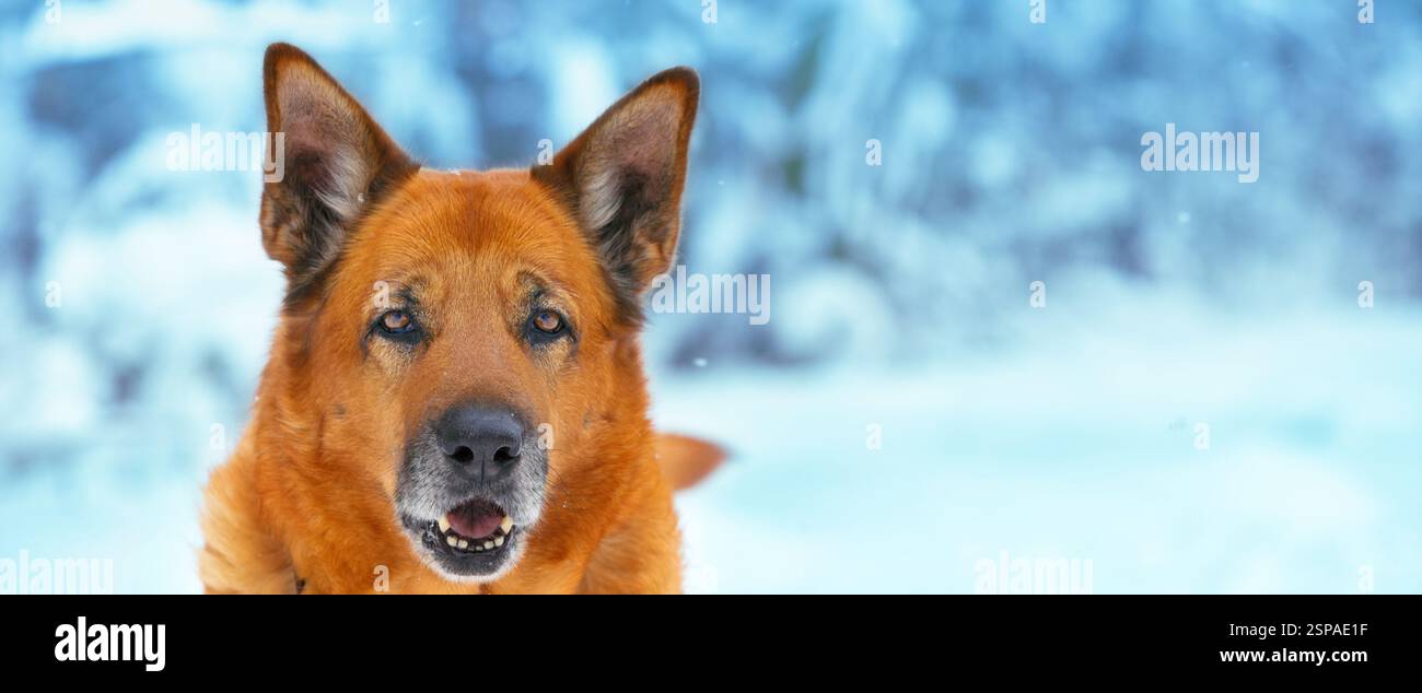 Portrait Of A Red Big Mongrel Dog Outdoors On The Snow In Winter Stock 