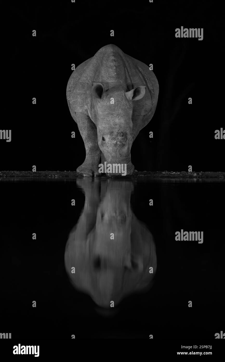 Ceratotherium simum white rhino Black and White Stock Photos & Images ...