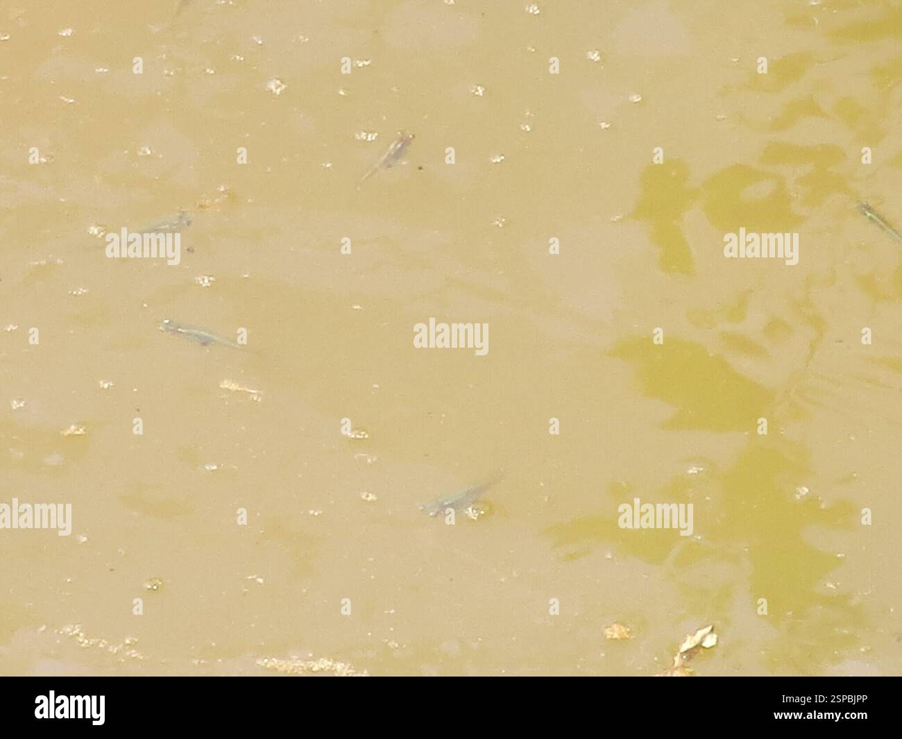 Ray-finned Fishes (Actinopterygii), Actinopterygii, Windsor Forest ...
