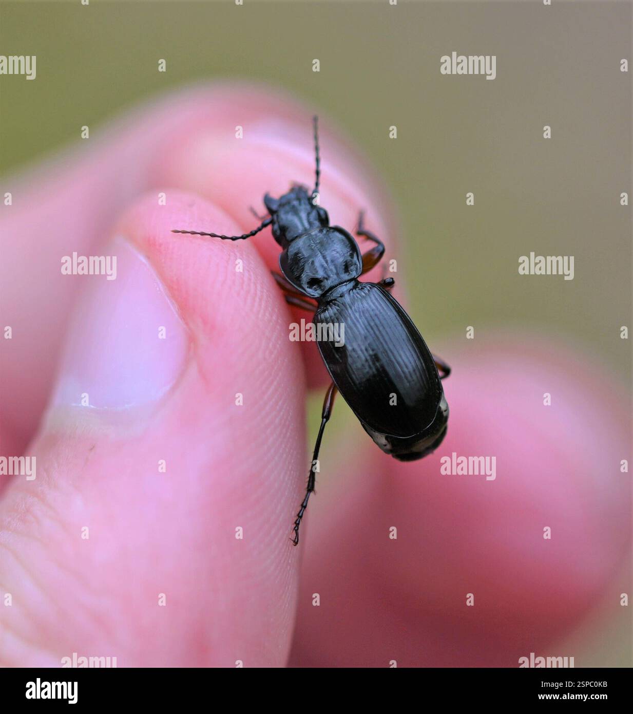 Clock Insect Black Clock (Pterostichus madidus), Insecta, Dumfries and Galloway, UK ...