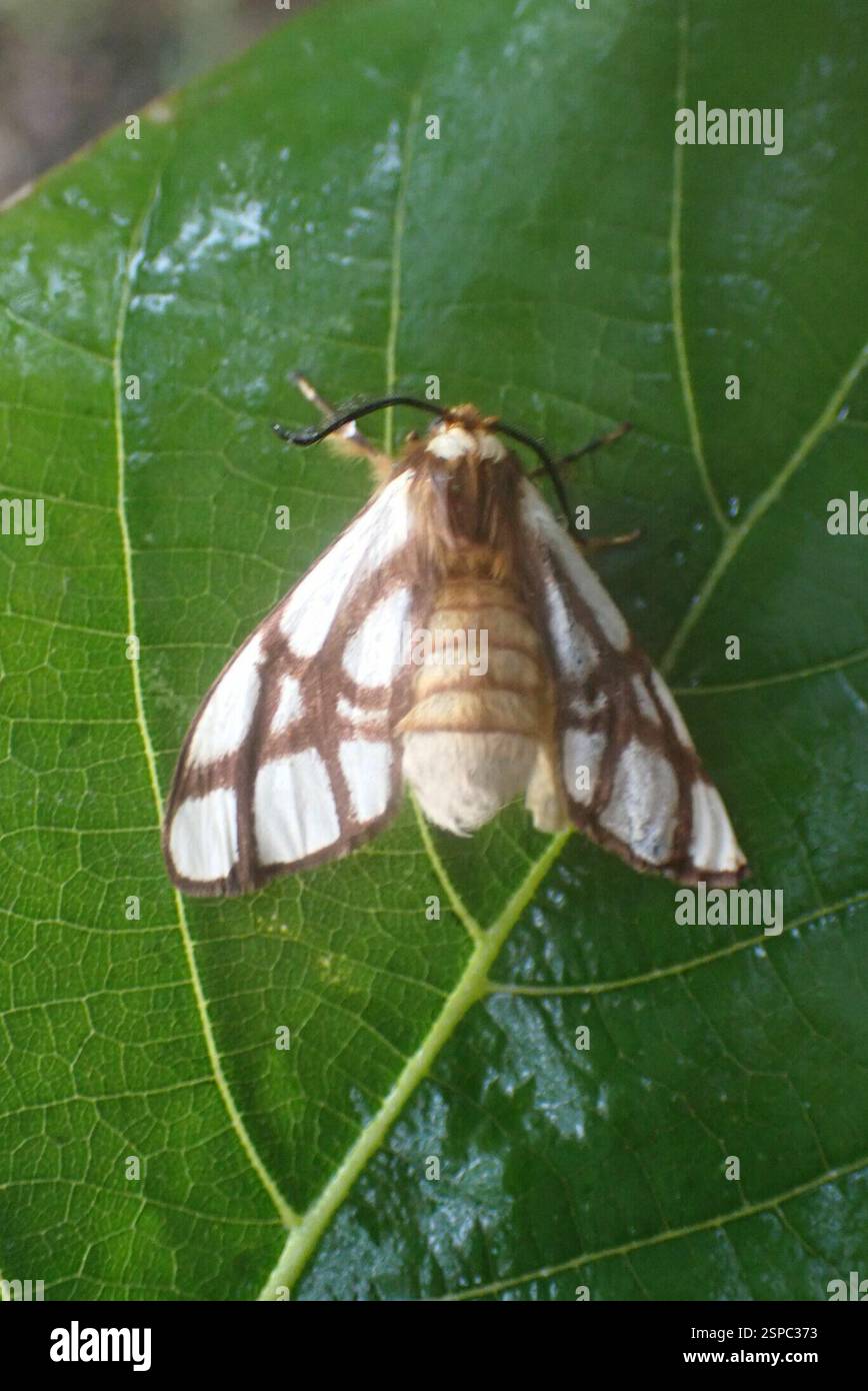 Reticulate Bagnest (Anaphe reticulata), Insecta, Sabiepark, Sabie Park ...