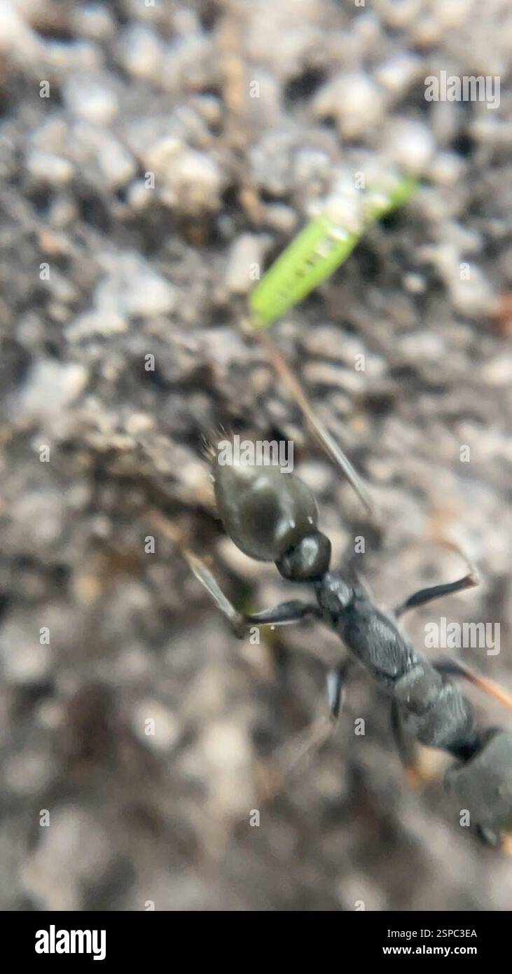 Jack Jumper Ant (Myrmecia pilosula), Insecta, Melbourne VIC, Australia ...