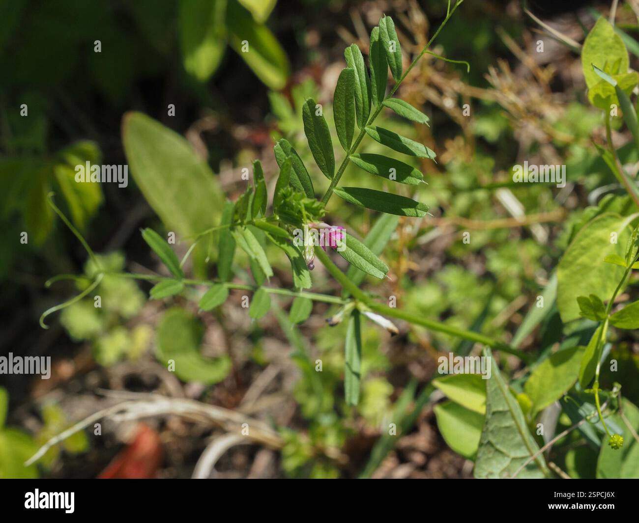 Common Vetch (Vicia sativa), Plantae, Prince William County, VA, USA ...