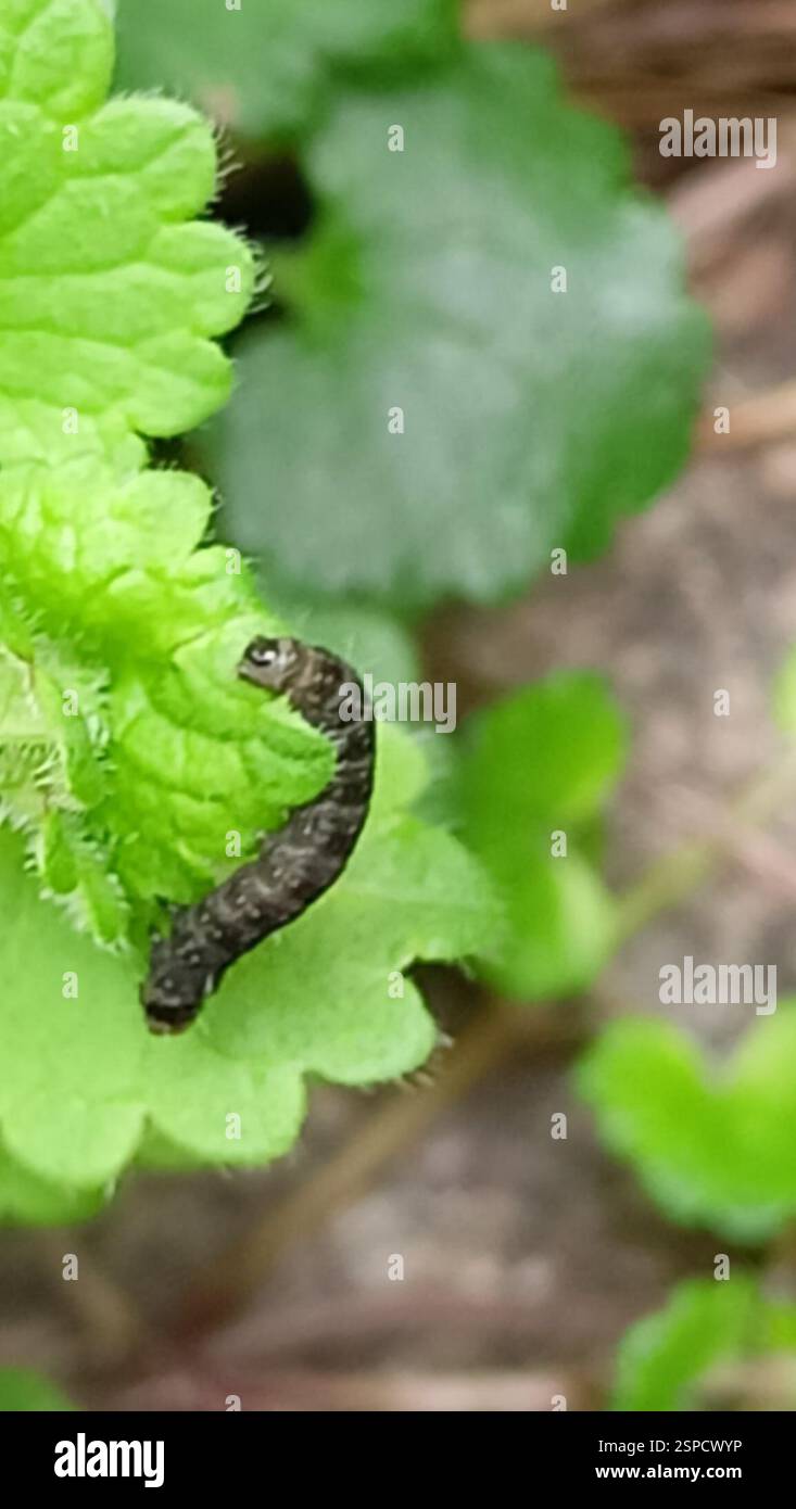 (Archipini), Insecta, 24020 Torre Boldone BG, Italia Stock Photo - Alamy