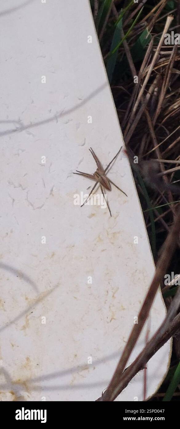 European Nursery Web spider (Pisaura mirabilis), Arachnida, Jüterbog, Deutschland, Eine Spinne in ihrer natürlichen Umgebung. Stock Photo