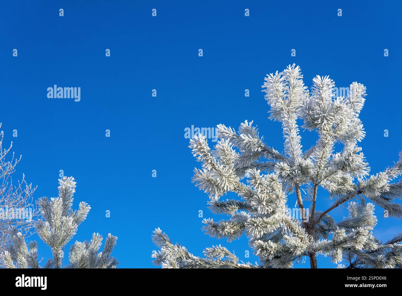 Frosty pine tree top against the blue sky. Stock Photo