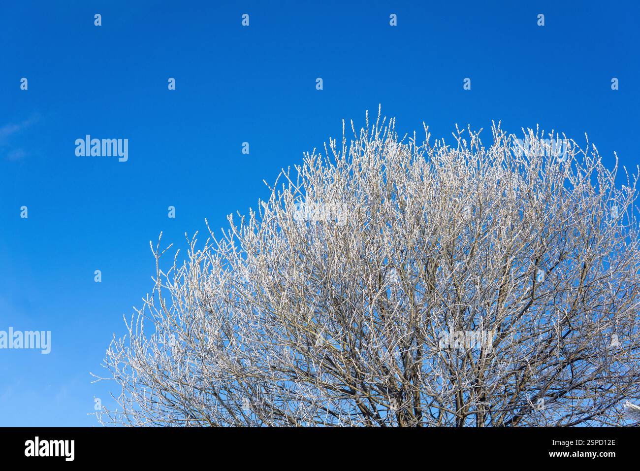 Frosty tree branches against the blue sky. Winter background. Stock Photo