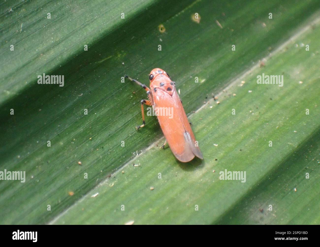 Orange Sharpshooter (Bothrogonia addita), Insecta, Ko Phayam, Mueang ...