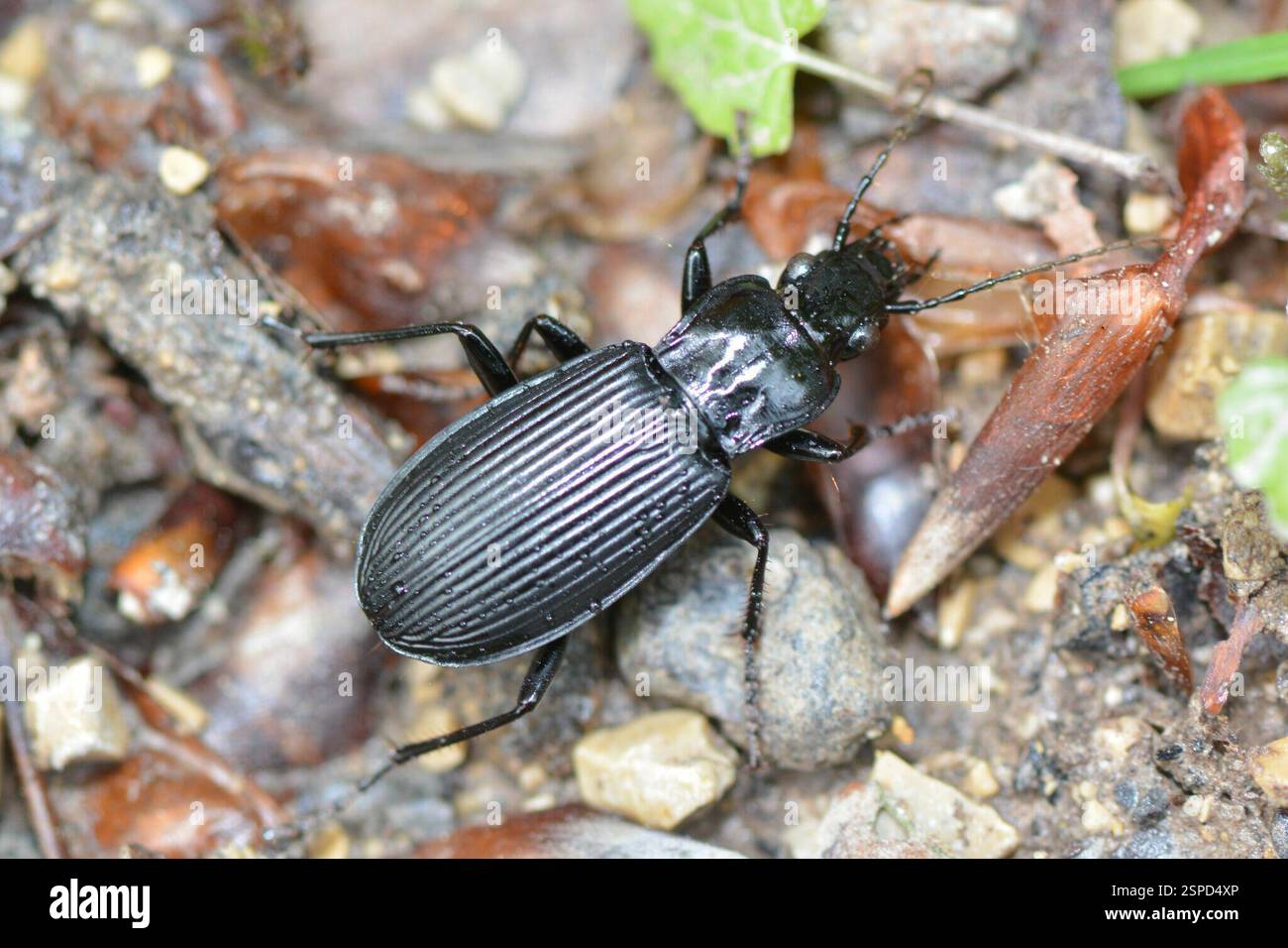Clock Insect Great Blackclock (Pterostichus niger), Insecta, 5072 Oeschgen, Schweiz ...
