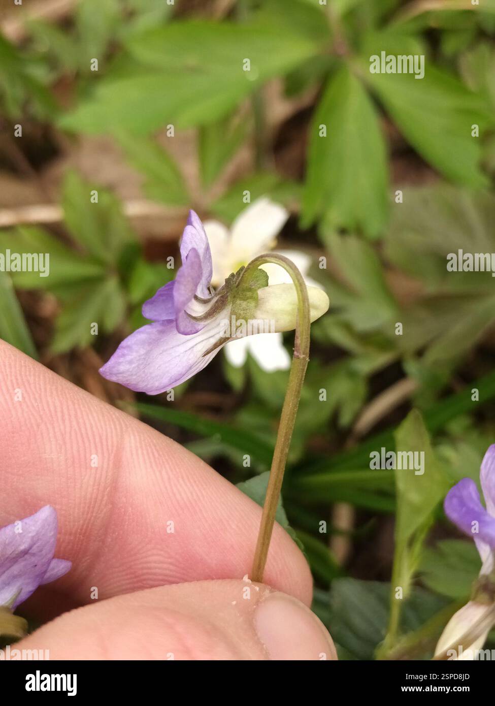 Viola Rivinian common dog-violet (Viola riviniana), Plantae, Prévessin-Moëns, France ...