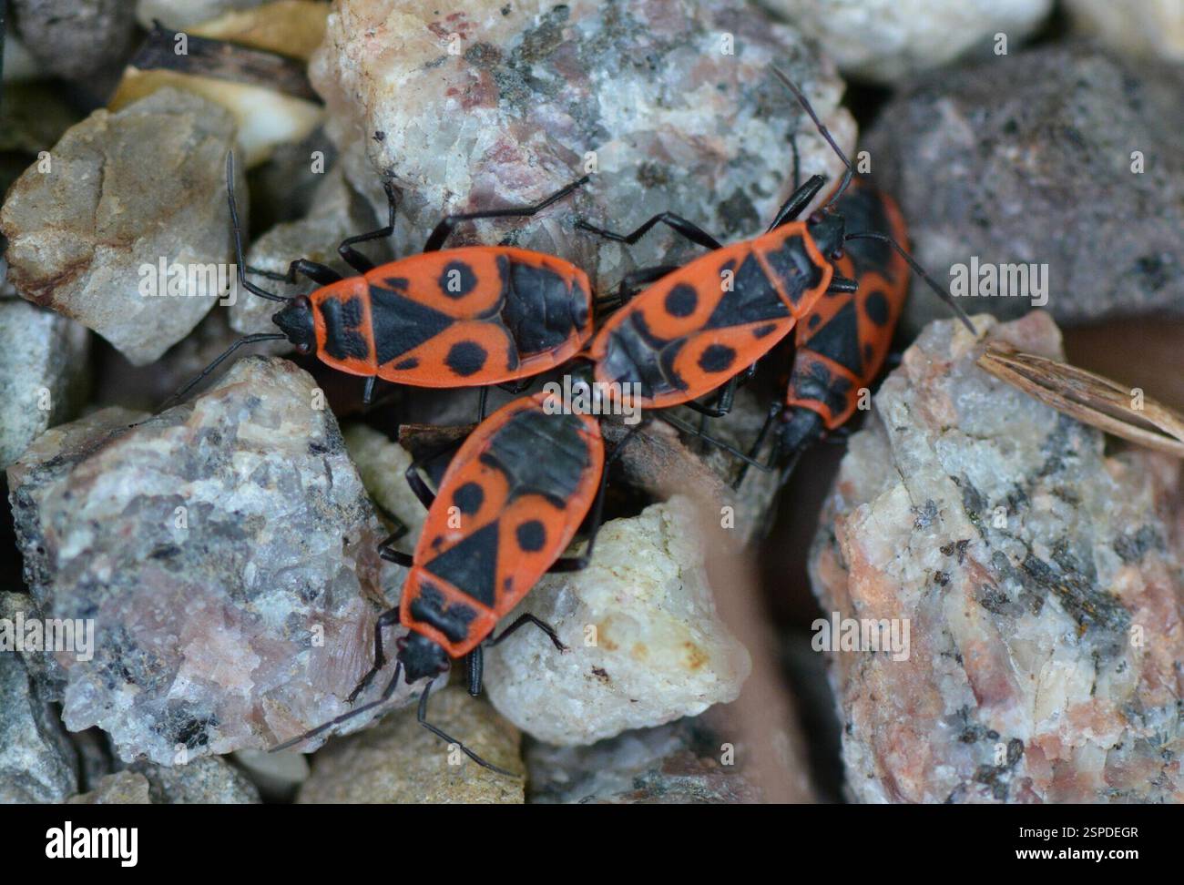 European Firebug (Pyrrhocoris apterus), Insecta, Altstadt Grossbasel ...
