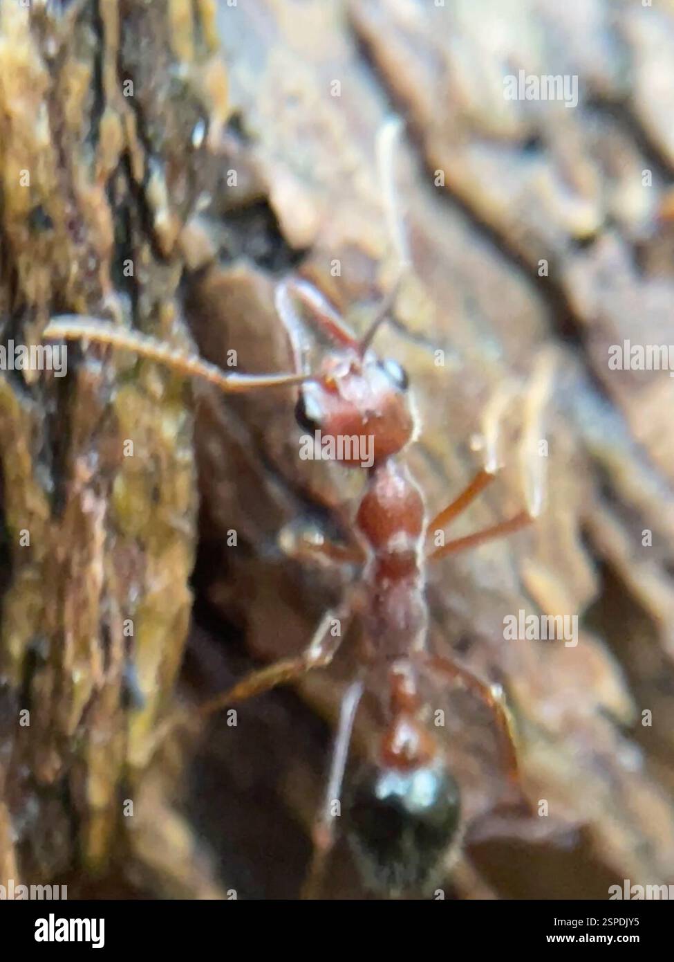 Gulosa-group Bull Ants (Myrmecia gulosa), Insecta, Melbourne VIC ...
