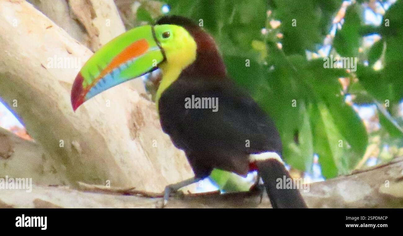 Petite Quille Bill – Plumes De Toucan, Couleur Noire
