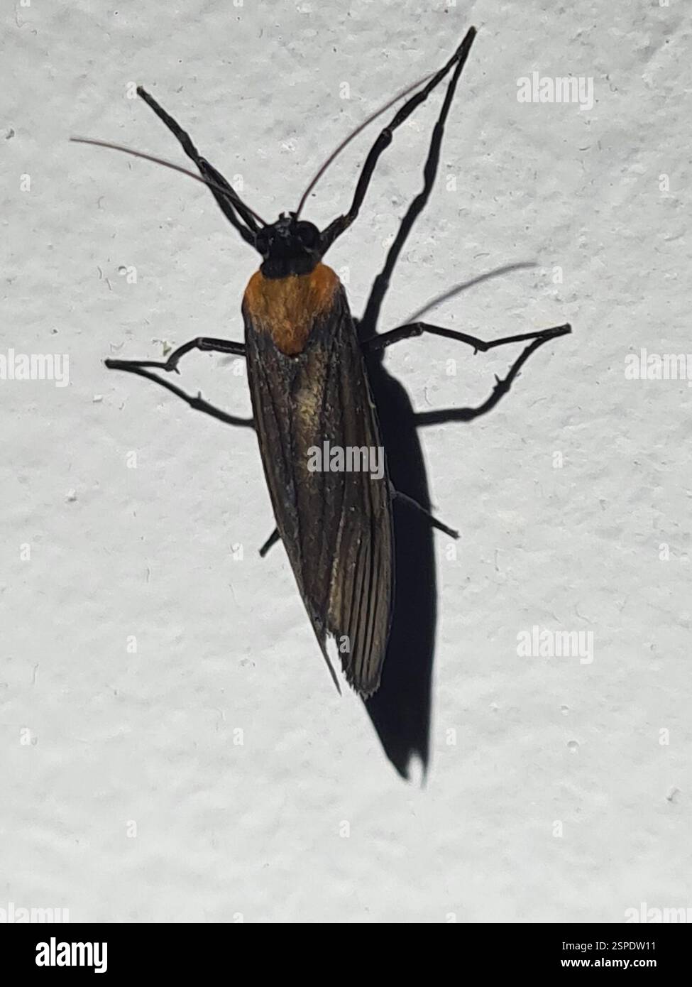(Balbura), Insecta, 5WJ7+XW3, Klaaskreek, Suriname Stock Photo - Alamy