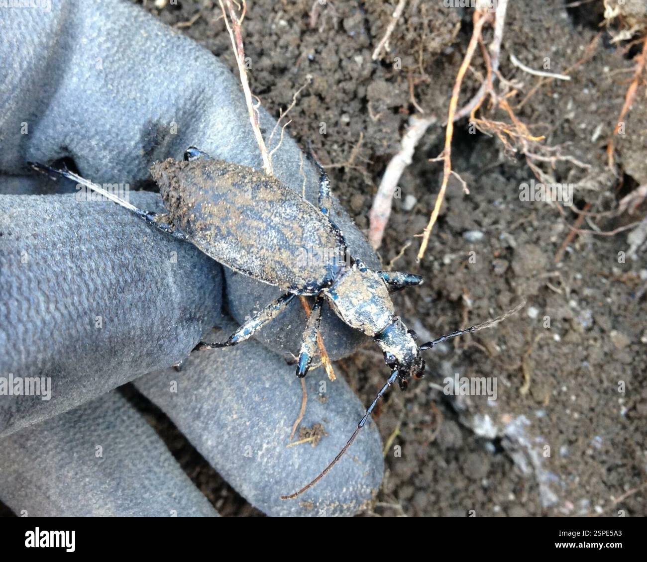Carabus blaptoides hi-res stock photography and images - Alamy