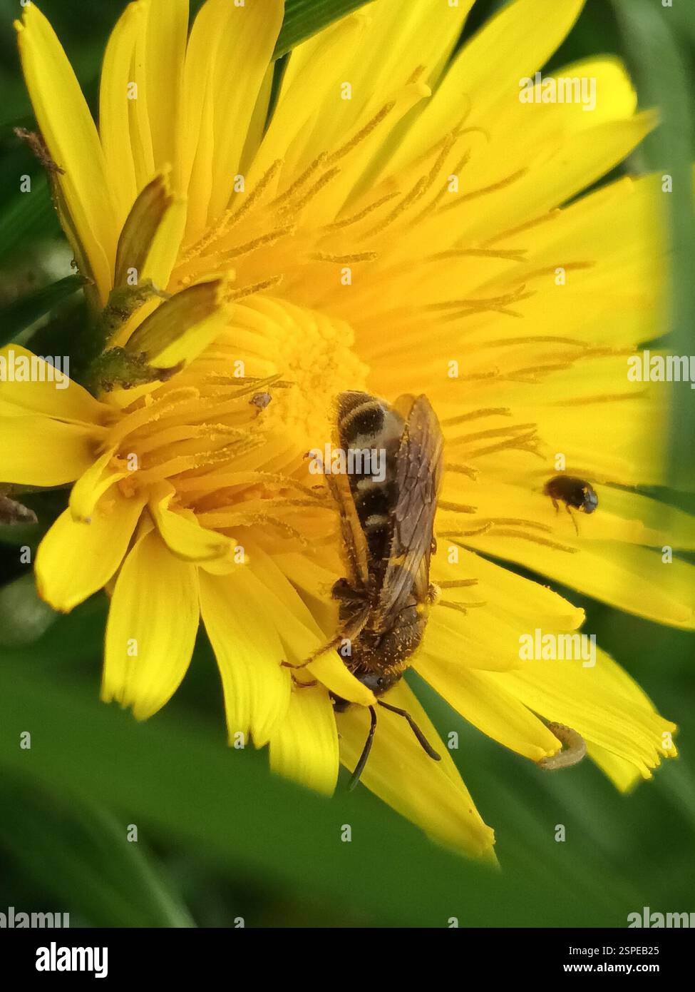 Halictina Insect (Halictina), Insecta, Meyrin, Switzerland Stock Photo - Alamy