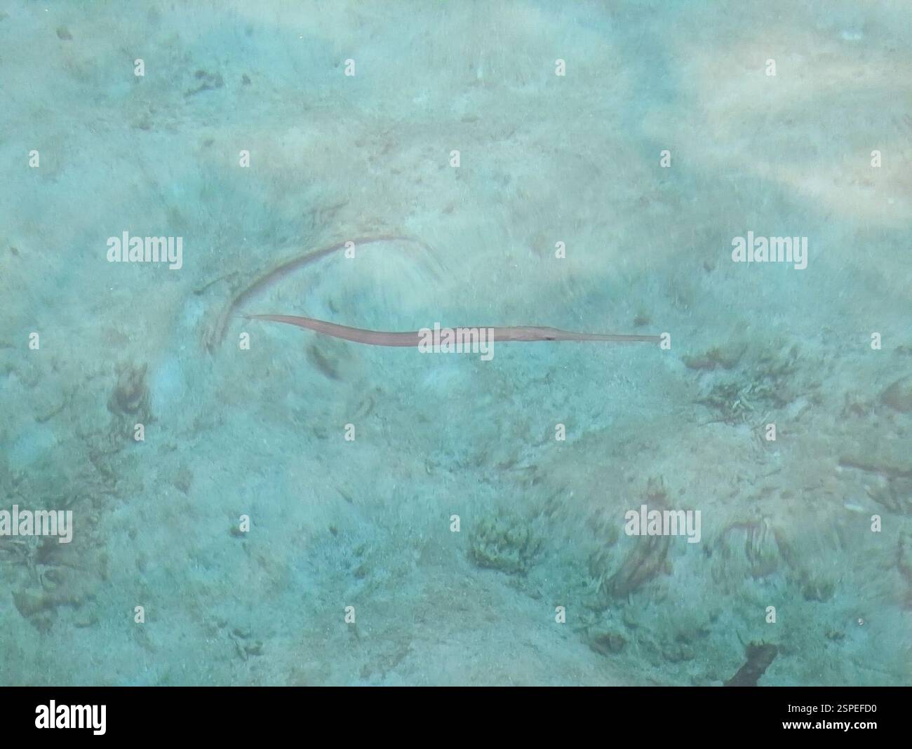 Blue spotted cornetfish hi-res stock photography and images - Alamy