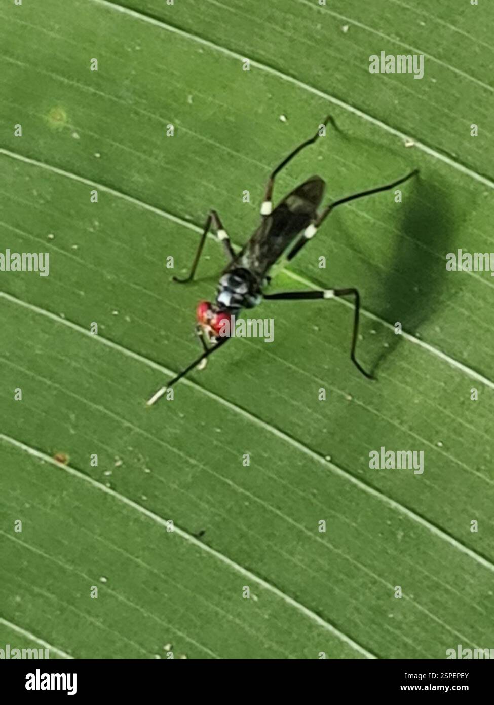 Micropezidae Stilt-legged Flies (Micropezidae), Insecta, Rainville, Paramaribo ...