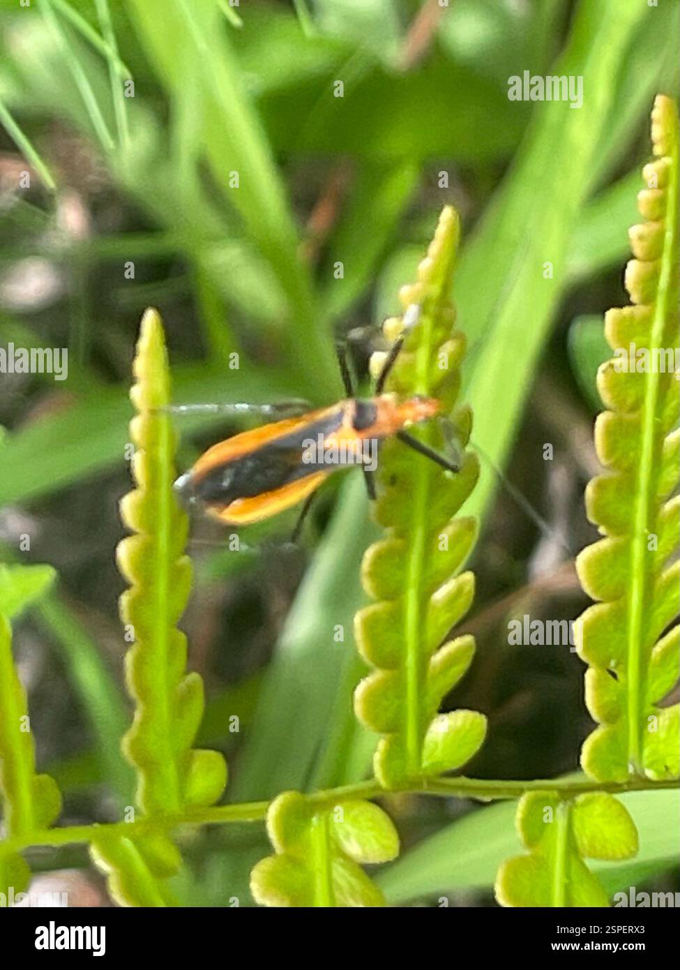 Red Bull Assassin Bug (Repipta taurus), Insecta, County Road 4777 ...