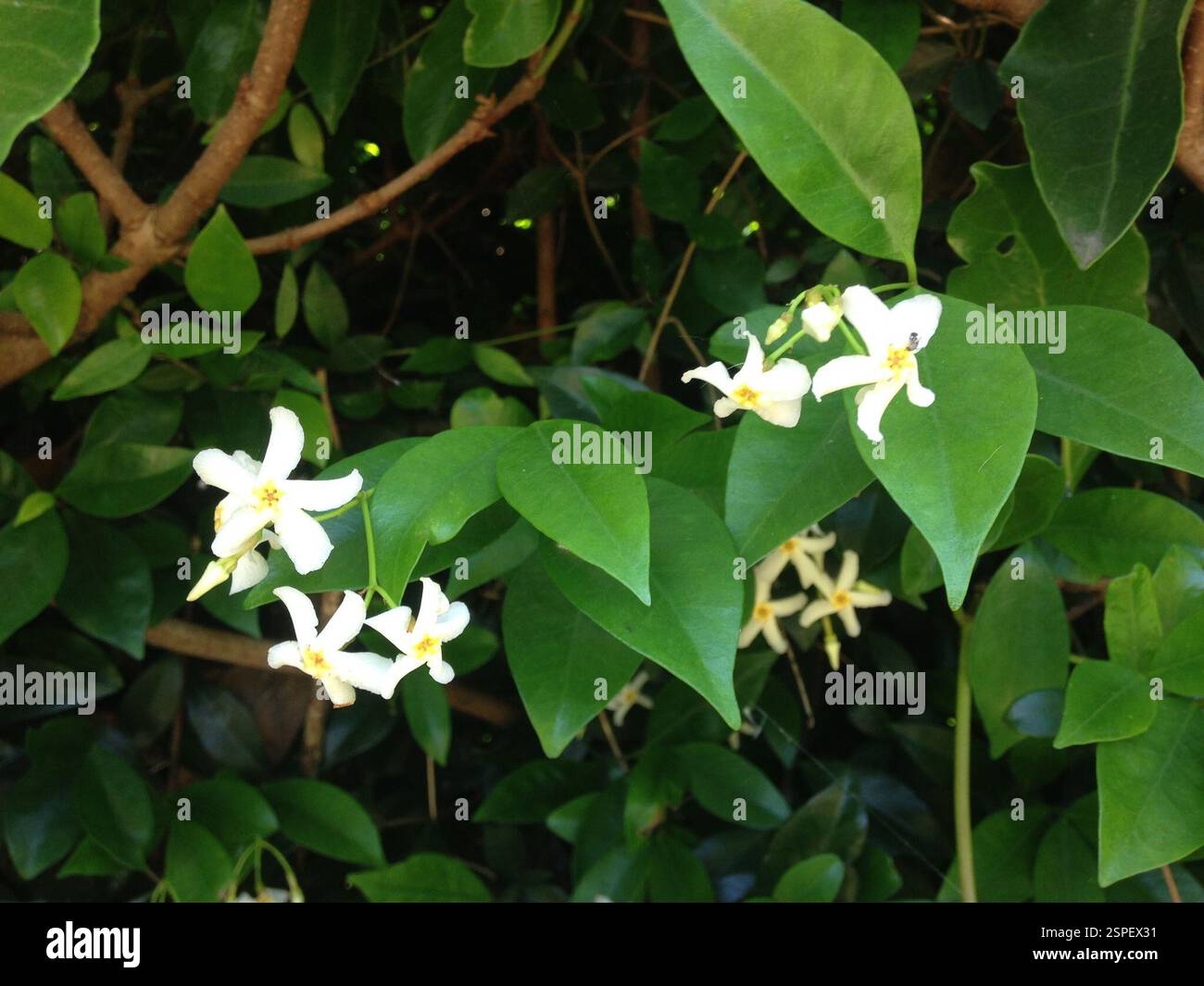 Asiatic jasmine (Trachelospermum asiaticum), Plantae, Tsukui, Yokosuka, Kanagawa 239-0843, Japan, Vine in weedy fencerow margin thickets Stock Photo