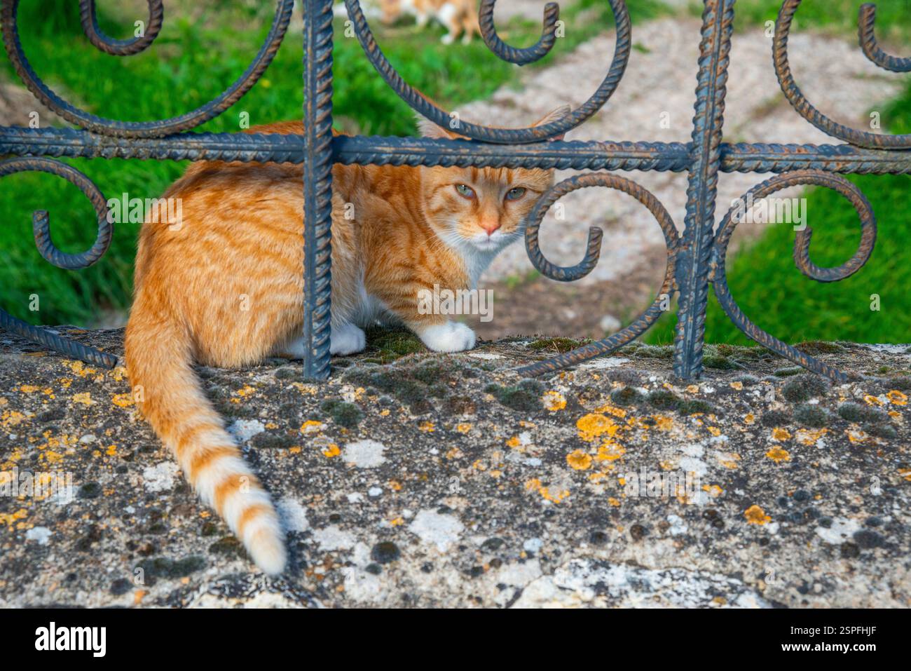 Tabby cat behind fence hi-res stock photography and images - Alamy
