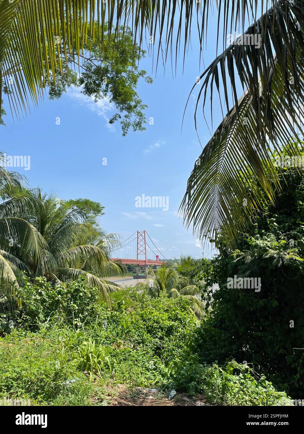 Jungle Crossing - Smartphone Captured Stock Image