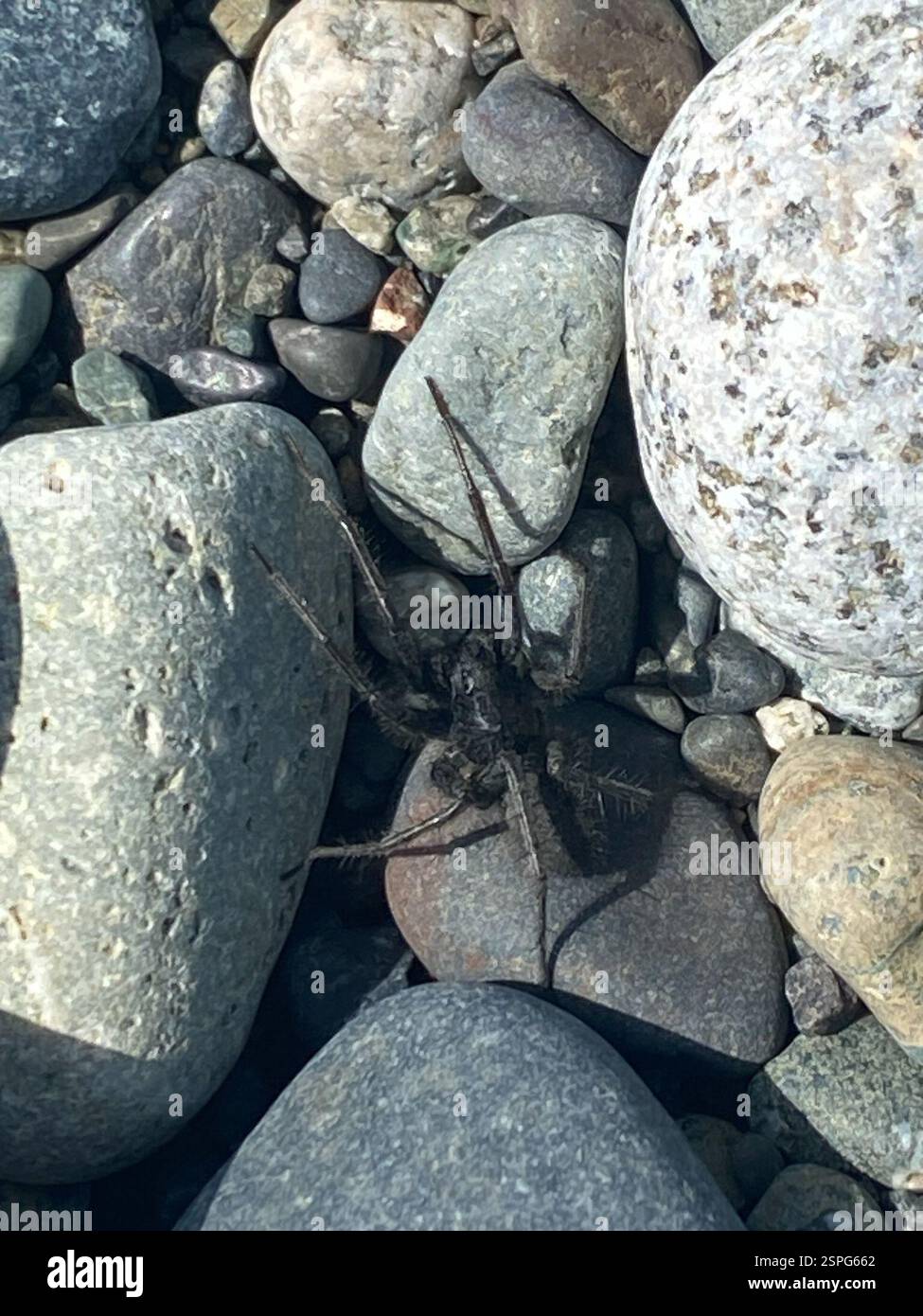 Five Rivers Spider Thin-legged Wolf Spiders (Pardosa), Arachnida, Salish Sea, Campbell ...