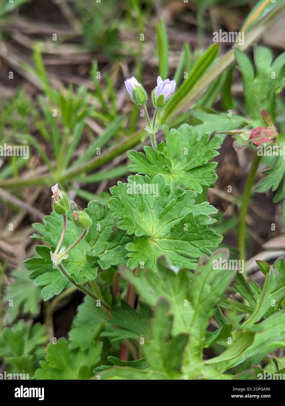 Dove's-foot crane's-bill (Geranium molle), Plantae, Stratford, London ...