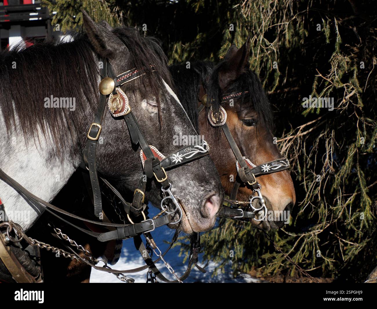 Horse sled hi-res stock photography and images - Alamy