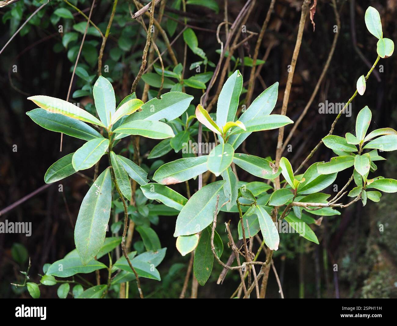 Fried egg plant (Polyspora axillaris), Plantae, 台灣新北市 Stock Photo - Alamy