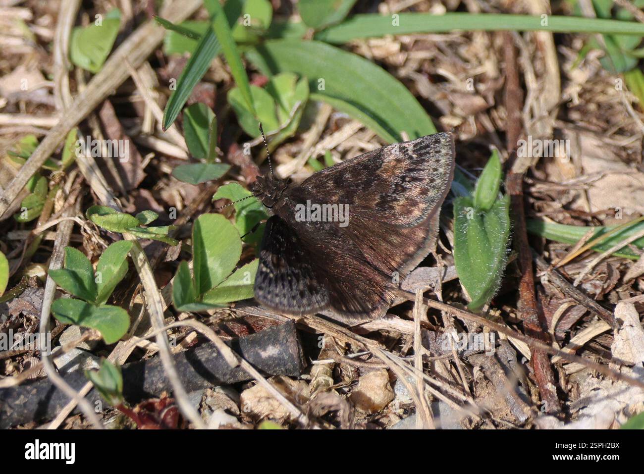 Wild Indigo Duskywing (Erynnis baptisiae), Insecta, Frederick County ...